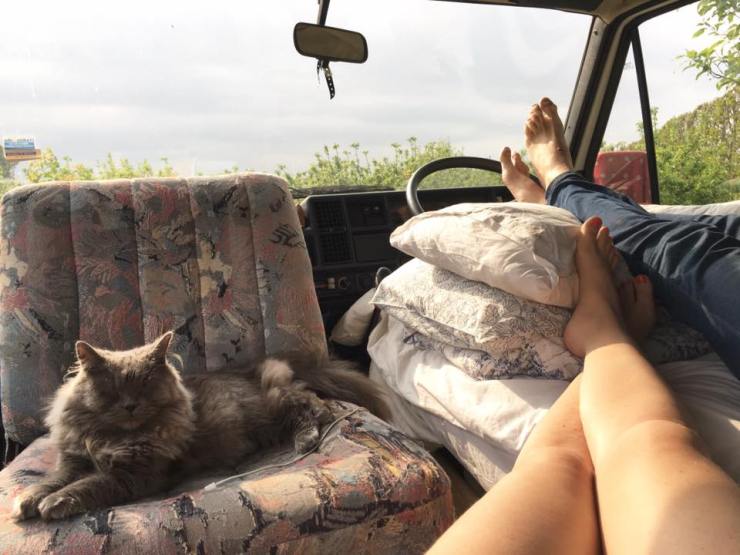 Camping with cats